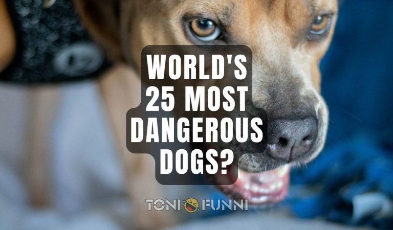 25 most dangerous dogs in the world