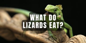 What Do Lizards Eat