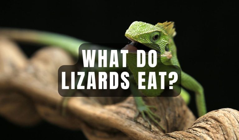 What Do Lizards Eat