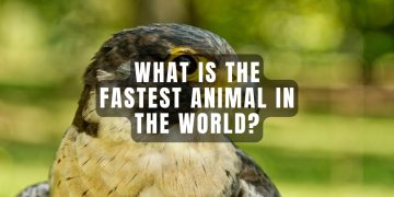 what is the fastest animal in the world​