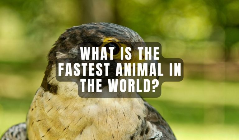 what is the fastest animal in the world​