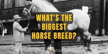 biggest horse breed