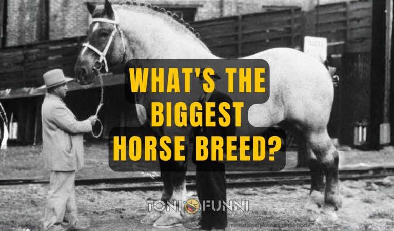 biggest horse breed