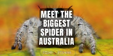 biggest spider in Australia