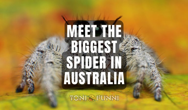 biggest spider in Australia
