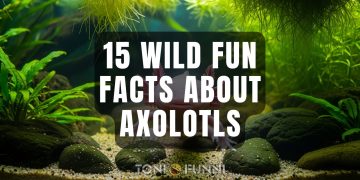 fun facts about axolotls