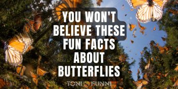 fun facts about butterflies