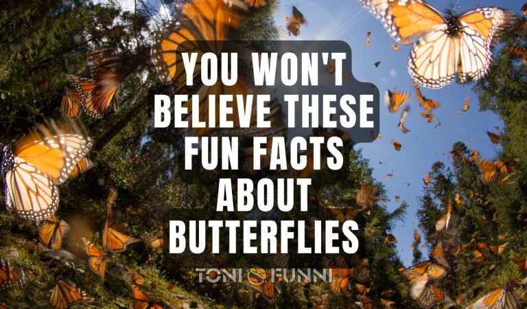 fun facts about butterflies