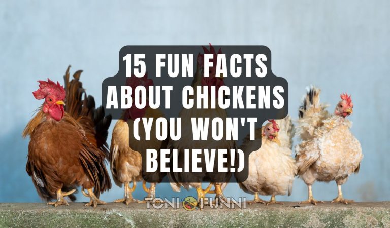 fun facts about chickens