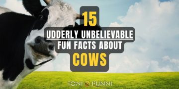 fun facts about cows