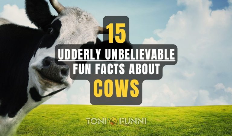 fun facts about cows