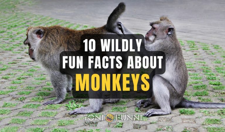 fun facts about monkeys