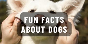 fun facts about dogs