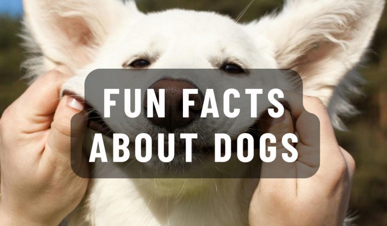 fun facts about dogs
