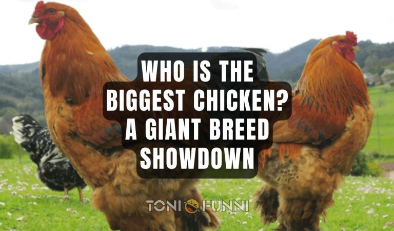 biggest chicken